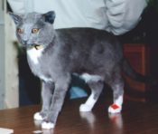 Cat by Gary Tatterton 1996