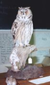 Long-eared Owl 1996