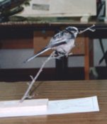 Long-tailed Tit 1996