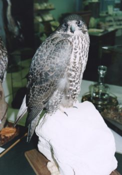 Gyrfalcon by Pete Summers 1996