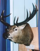 Red Deer Head by Phil Leggett 1996