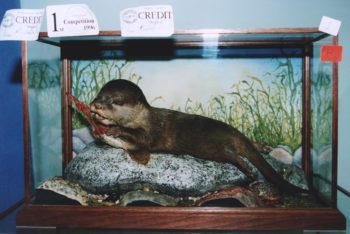 Otter by Steve Massam 1996