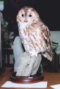 Tawny Owl 1996