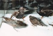 Starlings by Jack Fishwick 1993
