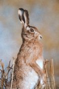 Hare by Steve Massam 1993