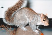 Grey Squirrel by Mike Gadd 1993