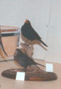 Blackbirds 1994