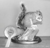 Grey Squirrel by Brynja Davidsdottir 1995