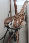 Tree Sparrow by Jack Fishwick 1995