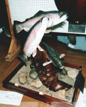 Rainbow Trout by Dave Collins 1995