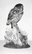 Little Owl 1991