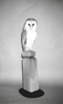 Barn Owl by Peter Scott 1991