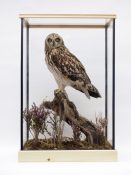 Short-eared Owl by Dave Hornbrook