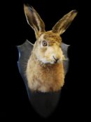 Hare Mask by Steve Newcombe