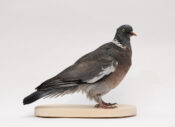 Wood Pigeon by Sarah Keen