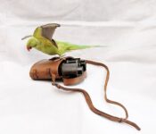 Parakeet by Fiona Dean