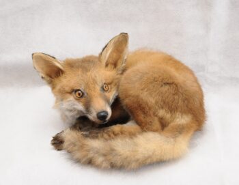Fox Cub by Kate Wilson