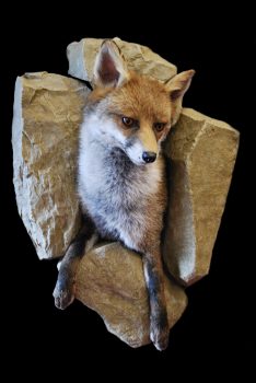Fox by Steven Heyes