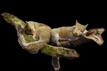 Grey Squirrels by Alexandra Cherrett