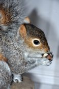Grey Squirrel by Mike Gadd