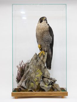 Peregrine Falcon by Peter Scott