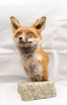 Fox by Cheryl Richardson
