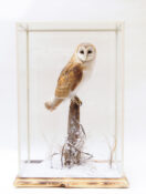 Barn Owl by Jed Balmer