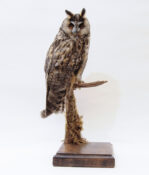 Long-eared Owl by Jed Balmer