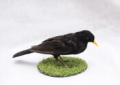 Blackbird by Chris Voisey