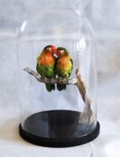 Love Birds by Becky Dick