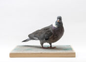 Wood Pigeon by Christopher Redman