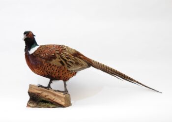 Pheasant by Christopher Redman