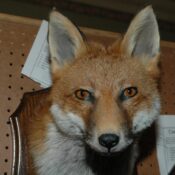 Fox Mask by Dave Hornbrook 2009
