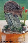 Hedgehog by Steve Massam 1993