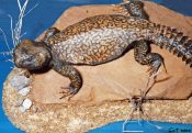 Uromastyx Dab Lizard 2000