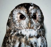 Tawny Owl by Don Sharp