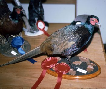 Pheasant by Dave Wetherley 1981