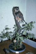 Long-eared Owl by Derek Frampton 1981