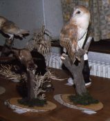 Stoat & Barn Owl by Mike Gadd 1981