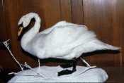 Mute Swan 1981
