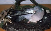 Wood Pigeon 1982