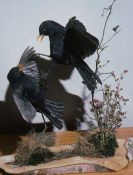 Blackbirds by Mike Gadd 1982