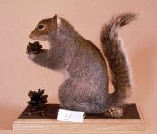 Squirrel 1983
