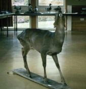 Roe Deer 1983