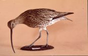 Curlew 1983