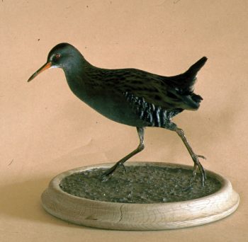 Water Rail by Pete Summers 1983