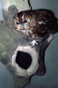 Tawny Owl by Dave Astley 1985