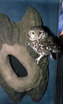Little Owl by Phil Jones 1988