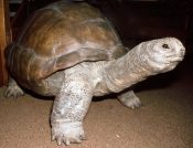Giant Tortoise 1990