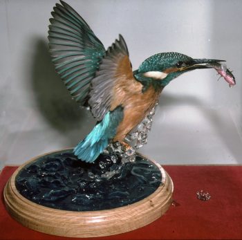 Kingfisher by Steve Massam 1991